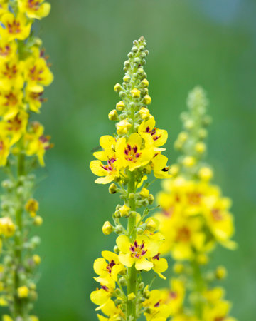 A beautiful close-up of yellow summer flowers blooming in a sunny meadow. A seasonal scenery of...