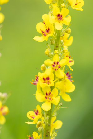 A beautiful close-up of yellow summer flowers blooming in a sunny meadow. A seasonal scenery of...