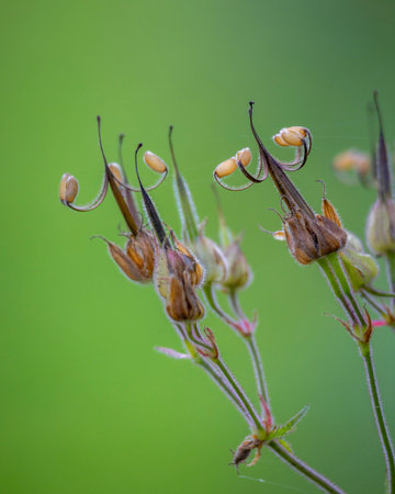 A beautiful close-up of fresh plants growing in a summer meadow. A seasonal scenery of rural Europe.
