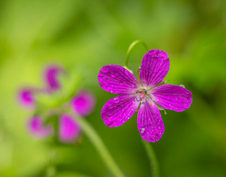 Beautiful pink flowers blooming in a summer meadow. A seasonal scenery of rural Latvia.の写真素材
