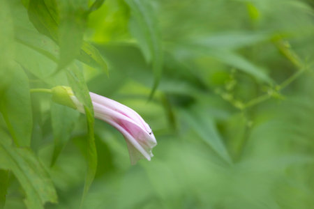 Beautiful pink flowers blooming in a summer meadow. A seasonal scenery of rural Latvia, Europe.
