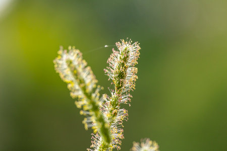 A beautiful close-up of a common timothy grass plant blooming in the summer meadow. A seasonal...