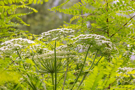 A beautiful close-up of white flowers blooming in a summer meadow. A seasonal scenery of rural...