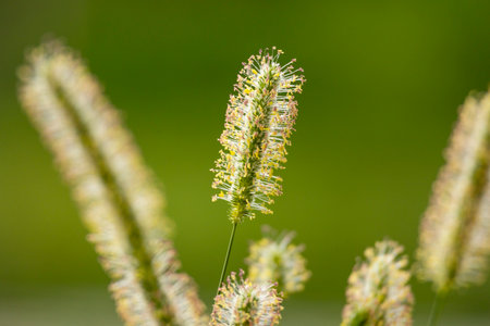 A beautiful close-up of a common timothy grass plant blooming in the summer meadow. A seasonal scenery of rural Latvia, Europe.の写真素材