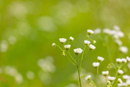 A beautiful close-up of white flowers blooming in a summer meadow. A seasonal scenery of rural Latvia, Europe.の写真素材