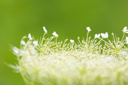 A beautiful close-up of white flowers blooming in a summer meadow. A seasonal scenery of rural...