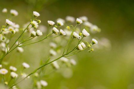 A beautiful close-up of white flowers blooming in a summer meadow. A seasonal scenery of rural...