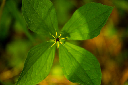 A beautiful summer scenery of native plants growing in a forest. A seasonal woodlands in Latvia,...