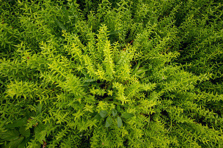 A beautiful summer scenery of native plants growing in a forest. A seasonal woodlands in Latvia,...