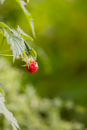 A beautiful summer scenery of native plants growing in a forest. A seasonal woodlands in Latvia,...