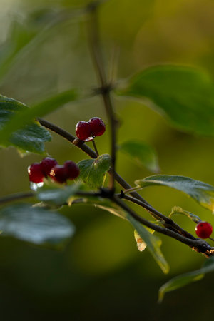 Beautiful red summer berries growing in the trees of forest. A seasonal scenery of woodlands in...
