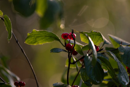 Beautiful red summer berries growing in the trees of forest. A seasonal scenery of woodlands in...