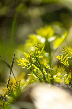 A beautiful summer scenery with fresh green leaves un tree brances in a forest. A seasonal scenery...