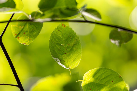 A beautiful summer scenery with fresh green leaves un tree brances in a forest. A seasonal scenery...