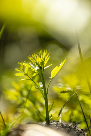 A beautiful summer scenery with fresh green leaves on tree branches in a forest. A seasonal scenery...