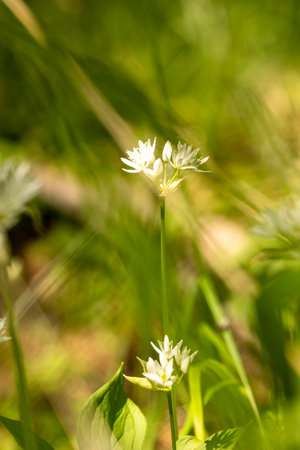 A beautiful white wildflower blooming in a summer forest. A seasonal scenery of woodlands in Latvia,...