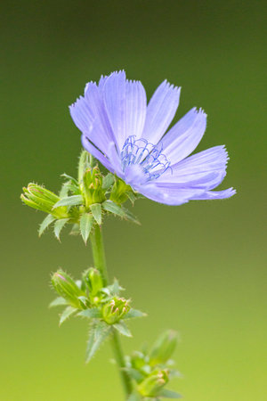 A beautiful blue wild chicory flowers blooming in a summer meadow. A seasonal scenery of rural...