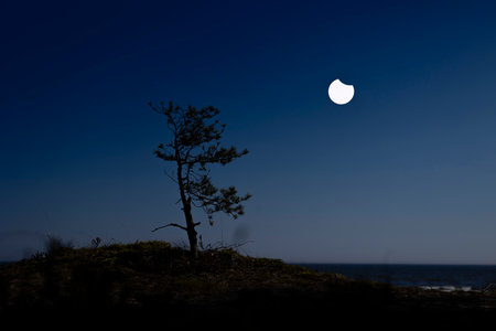 A partial solar eclipse in the skies with pine tree silhouettes. A summer scenery shot through an ND filter in Latvia, Europe.の写真素材