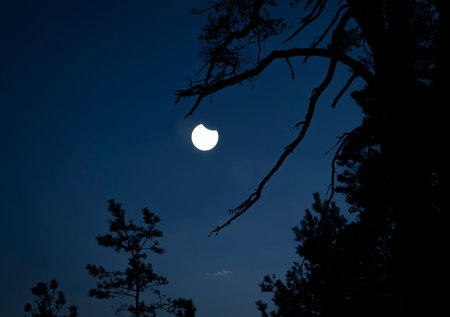A beautiful partial solar eclipse in the skies with pine tree silhouettes. A summer scenery shot through an ND filter.の写真素材