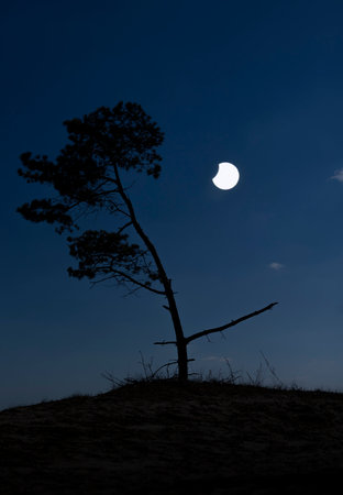 A beautiful partial solar eclipse in the skies with pine tree silhouettes. A summer scenery shot through an ND filter in Latvia, Europe.の写真素材