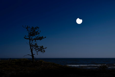 A beautiful partial solar eclipse in the skies over the Baltic Sea with pine tree silhouettes. A summer scenery shot through an ND filter in Latvia.の写真素材