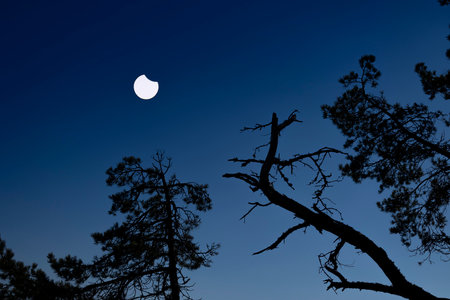 A beautiful partial solar eclipse in the skies with pine tree silhouettes. A summer scenery shot through an ND filter.の写真素材