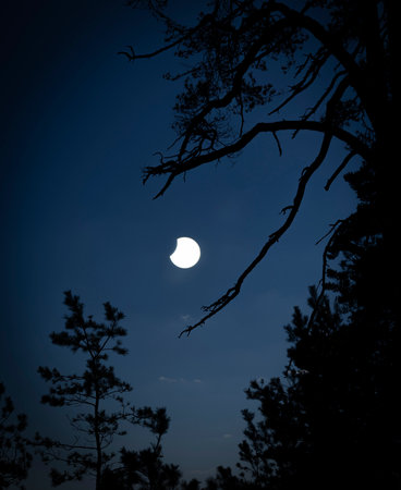 A beautiful partial solar eclipse in the skies with pine tree silhouettes. A summer scenery shot...