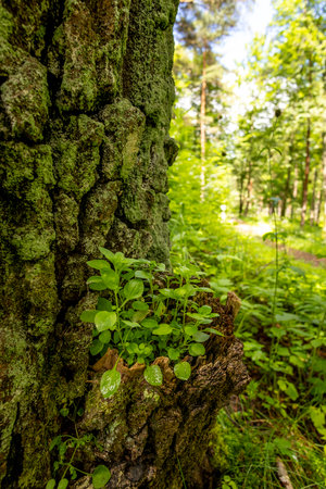 Beautiful summer woodland details during a sunny day. A seasonal scenery of forests in Latvia, Europe.の写真素材
