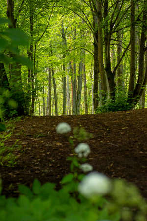 Beautiful summer woodland details during a sunny day. A seasonal scenery of forests in Latvia, Europe.の写真素材