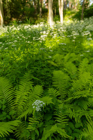 A beautiful fresh green ferns growing in a summer forest. A seasonal scenery of woodlands ir Latvia,...