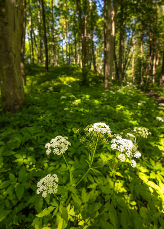White ground elders blooning in a summer forest landscape. A seasonal scenery of woodlands in Latvia, Europe.の写真素材