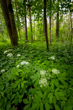White ground elders blooning in a summer forest landscape. A seasonal scenery of woodlands in Latvia, Europe.の写真素材