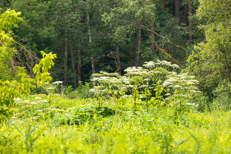 White ground elders blooning in a summer forest landscape. A seasonal scenery of woodlands in...