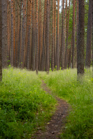 A beautiful summer forest landscape with a small footpath. A seasonal scenery of woodlands in...
