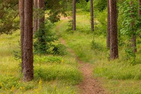 A beautiful summer forest landscape with a small footpath. A seasonal scenery of woodlands in...