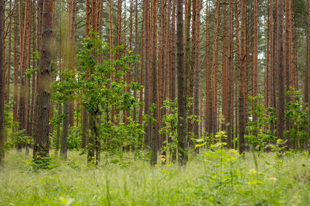 A beautiful sunny forest landscape with pine trees. A summer scenery of woodlands ir Latvia, Europe.