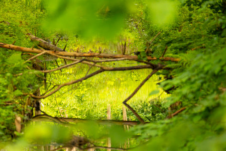 A beautiful summer forest landscape with a small river. A seasonal scenery in Latvia.の写真素材