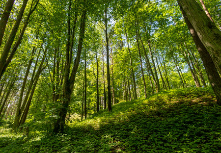 A beautiful sunny forest landscape in a summer day. A seasonal scenery of woodlands ir Latvia,...