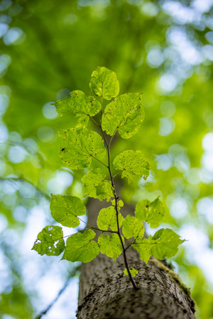 A beautiful summer scenery in forest with fresh green leaves, looking up. A seasonal woodlands in...