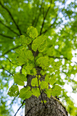 A beautiful summer scenery in forest with fresh green leaves, looking up. A seasonal woodlands in...