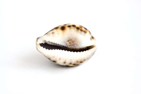 Sea spotted shell with black chink isolated over whiteの写真素材