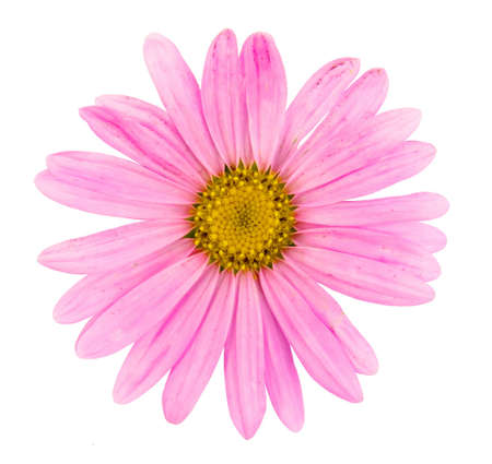 Pink flower head close-up isolated over white backgroundの写真素材