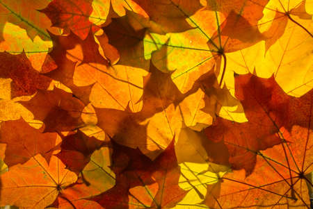 Red and yellow fallen maple leaves close-up background