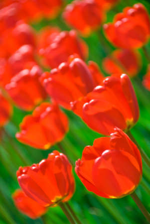 Fresh red tulips in the field. Focus on the bottom right.の写真素材