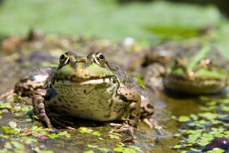 Spotty frog sits on a tree in a waterの写真素材