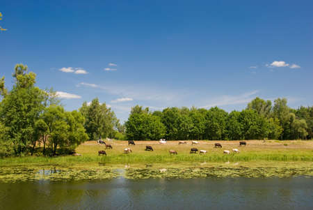 Cows are grazed on a river coastの写真素材