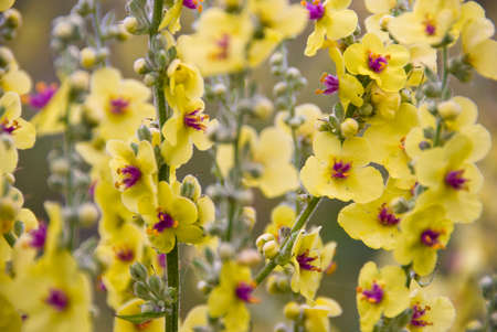 Close-up of beautiful yellow flowers in a meadowの写真素材
