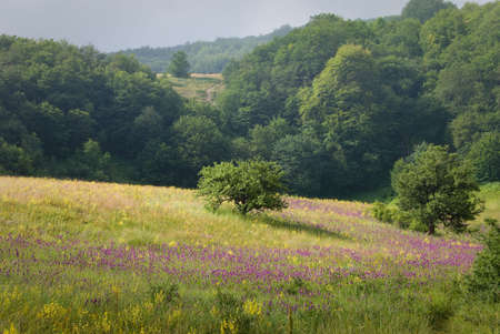 Bushes on a blooming meadow in Crimea nature, Ukraineの写真素材