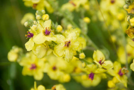 Close-up of beautiful yellow flowers in a meadow