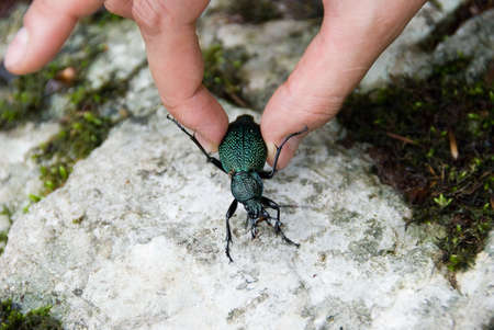 Big black beetle in human handsの写真素材